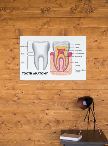 Dental Chart Wall Art Poster Dental Office Decor Nursing School Essentials Dental Medical Assistant Accessories Tooth Anatomy Science Posters Teacher Supplies Cool Wall Decor Art Print Poster 18x12