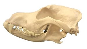 medical anatomical canine (dog) skull model, life size