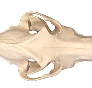 Medical Anatomical Canine (Dog) Skull Model, Life Size