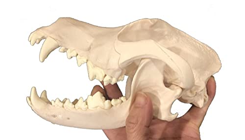 Medical Anatomical Canine (Dog) Skull Model, Life Size