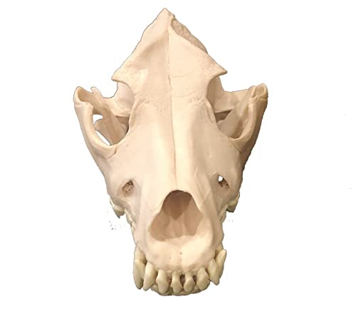 Medical Anatomical Canine (Dog) Skull Model, Life Size
