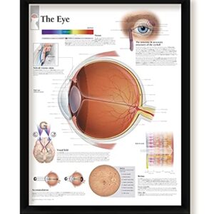 Set of 2 Framed Medical Posters The Eye and Understanding Glaucoma 22"x28" Wall Diagrams