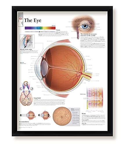 Set of 2 Framed Medical Posters The Eye and Understanding Glaucoma 22"x28" Wall Diagrams