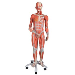 3b scientific b50 dual sex muscle figure 45-part – 3b smart anatomy