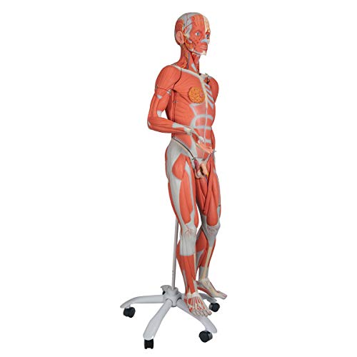 3B Scientific B50 Dual Sex Muscle Figure 45-part - 3B Smart Anatomy