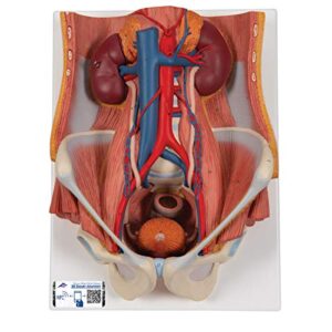 3b scientific k32 dual sex 6-part urinary system – 3b smart anatomy