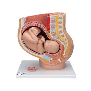 3b scientific l20 pregnancy pelvis 3-part – 3b smart anatomy