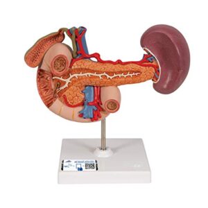 3b scientific k22/2 rear organs of the upper abdomen – 3b smart anatomy