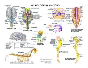 equine neurological system anatomy chart