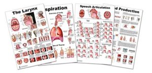 larynx, sound production, speech articulation, articulation lp 24×36 inch, 4 poster set