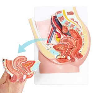 Merinden Female Pelvis Reproductive Anatomy Model, Life Size Pelvis Model on Baseboard, 2-Parts Pelvis Organ Model with Muscular, Urinary, Reproductive System, Includes Detailed Product Manual