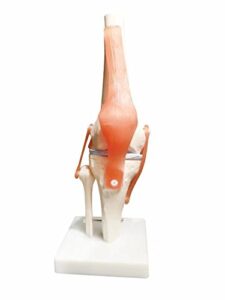 bonew life size knee joint anatomical model skeleton – human medical anatomy