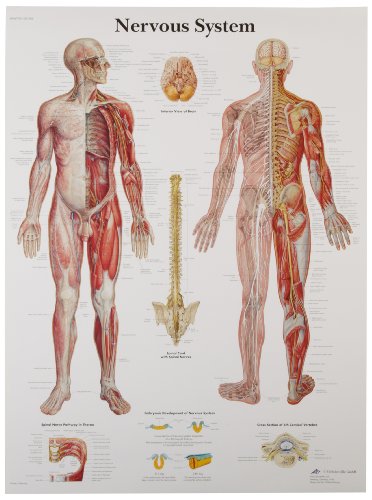 3B Scientific VR1620UU Glossy Paper Nervous System Anatomical Chart, Poster Size 20" Width x 26" Height