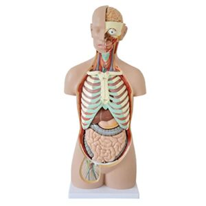 human torso body model – anatomical model anatomy human organs model 4d medical school educational display tool for medical student learning for nursing training teaching & education supplies 85cm