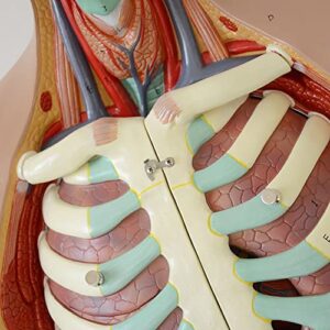 Human Torso Body Model - Anatomical Model Anatomy Human Organs Model 4D Medical School Educational Display Tool For Medical Student Learning For Nursing Training Teaching & Education Supplies 85cm