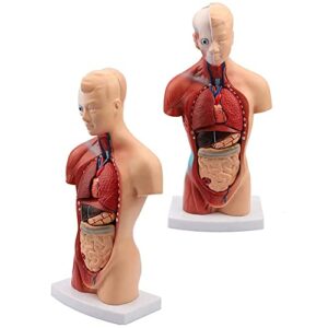erctoo 28/45/55 cm human torso template, anatomy model human body, medical internal organs, 4d anatomical assembly model of human organs for school teaching(color:28cm)