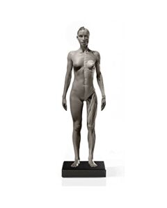 superdental female proportional figure v.2 female body muscle model 1:6