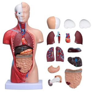 annwah human torso body anatomy model – human anatomy torso model 15 pcs demountable parts with heart visceral brain skeleto for medical student learning tool