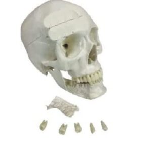ajantaexports skull with removable lower teeth