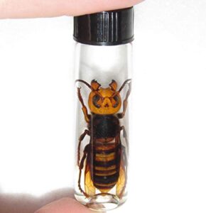 bicbugs wet specimen vespa mandarinia murder hornet japan