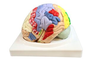 parco scientific pb00060 2x color coded functional brain-4 parts | identify intellectual, motor and sensory centers | 9 colors to differentiate region of brain | hand-numbered 120 features w key card