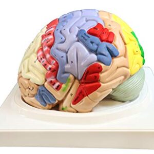 Parco Scientific PB00060 2x Color Coded Functional Brain-4 Parts | Identify Intellectual, Motor and Sensory Centers | 9 Colors to Differentiate Region of Brain | Hand-Numbered 120 Features W Key Card