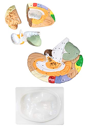 Parco Scientific PB00060 2x Color Coded Functional Brain-4 Parts | Identify Intellectual, Motor and Sensory Centers | 9 Colors to Differentiate Region of Brain | Hand-Numbered 120 Features W Key Card