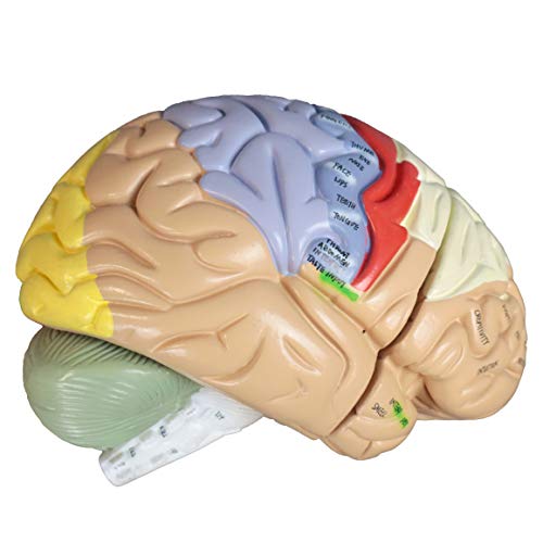 Parco Scientific PB00060 2x Color Coded Functional Brain-4 Parts | Identify Intellectual, Motor and Sensory Centers | 9 Colors to Differentiate Region of Brain | Hand-Numbered 120 Features W Key Card