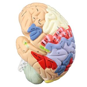 Parco Scientific PB00060 2x Color Coded Functional Brain-4 Parts | Identify Intellectual, Motor and Sensory Centers | 9 Colors to Differentiate Region of Brain | Hand-Numbered 120 Features W Key Card