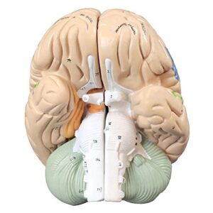 Parco Scientific PB00060 2x Color Coded Functional Brain-4 Parts | Identify Intellectual, Motor and Sensory Centers | 9 Colors to Differentiate Region of Brain | Hand-Numbered 120 Features W Key Card