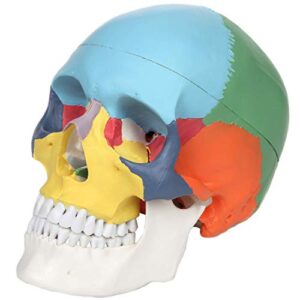 axis scientific 3-part didactic human skull model, life size painted medical anatomical skull model cast from natural specimen – includes detailed product manual