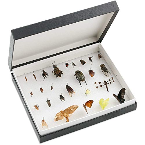 Forestry Suppliers Standard Insect Box
