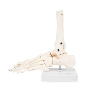 winyousk human foot skeletal model, foot bone model with fibula and tibia, fully articulated using wires, a model that simulates natural motion