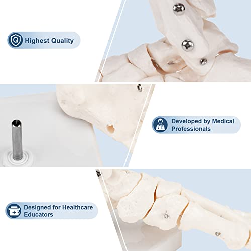 Winyousk Human Foot Skeletal Model, Foot Bone Model with Fibula and Tibia, Fully Articulated Using Wires, A Model That Simulates Natural Motion