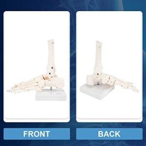 Winyousk Human Foot Skeletal Model, Foot Bone Model with Fibula and Tibia, Fully Articulated Using Wires, A Model That Simulates Natural Motion
