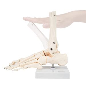 Winyousk Human Foot Skeletal Model, Foot Bone Model with Fibula and Tibia, Fully Articulated Using Wires, A Model That Simulates Natural Motion