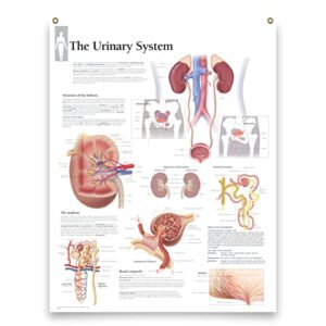 laminated medical poster the urinary system 22″x28″ wall diagram educational informational doctors office chart