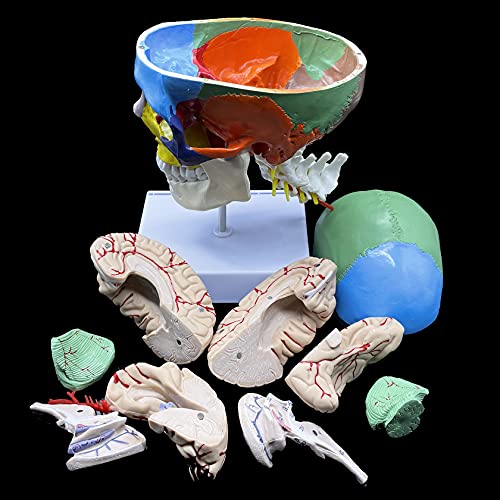 Human Skull with Brain and Cervical Vertebra Anatomical Model,Color-Coded Partitioned Skull，Life-Size Anatomy for Science Classroom Study Display Teaching Model