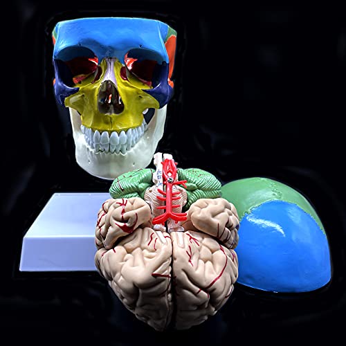 Human Skull with Brain and Cervical Vertebra Anatomical Model,Color-Coded Partitioned Skull，Life-Size Anatomy for Science Classroom Study Display Teaching Model