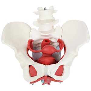 axis scientific anatomy model of female pelvis, pelvic floor muscles and reproductive organs | removable organs include uterus, colon and bladder | includes product manual