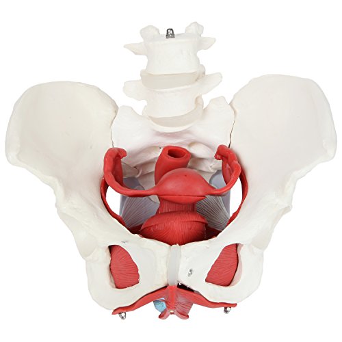 Axis Scientific Anatomy Model of Female Pelvis, Pelvic Floor Muscles and Reproductive Organs | Removable Organs Include Uterus, Colon and Bladder | Includes Product Manual