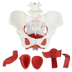 Axis Scientific Anatomy Model of Female Pelvis, Pelvic Floor Muscles and Reproductive Organs | Removable Organs Include Uterus, Colon and Bladder | Includes Product Manual