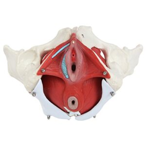 Axis Scientific Anatomy Model of Female Pelvis, Pelvic Floor Muscles and Reproductive Organs | Removable Organs Include Uterus, Colon and Bladder | Includes Product Manual