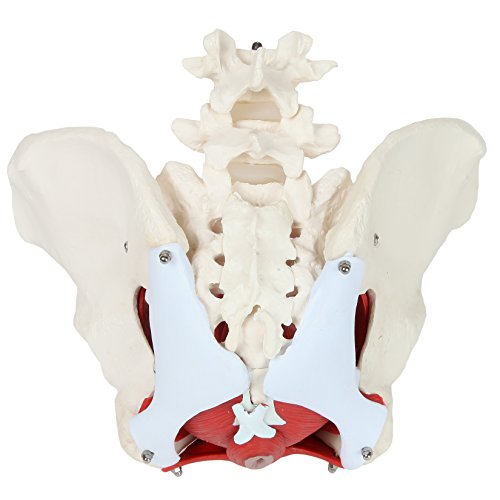 Axis Scientific Anatomy Model of Female Pelvis, Pelvic Floor Muscles and Reproductive Organs | Removable Organs Include Uterus, Colon and Bladder | Includes Product Manual