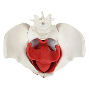 Axis Scientific Anatomy Model of Female Pelvis, Pelvic Floor Muscles and Reproductive Organs | Removable Organs Include Uterus, Colon and Bladder | Includes Product Manual