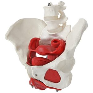 Axis Scientific Anatomy Model of Female Pelvis, Pelvic Floor Muscles and Reproductive Organs | Removable Organs Include Uterus, Colon and Bladder | Includes Product Manual