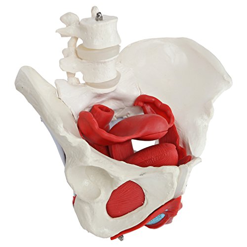 Axis Scientific Anatomy Model of Female Pelvis, Pelvic Floor Muscles and Reproductive Organs | Removable Organs Include Uterus, Colon and Bladder | Includes Product Manual