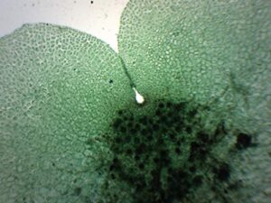 fern life cycle composite – prepared microscope slide – 75 x 25mm – biology & microscopy – eisco labs
