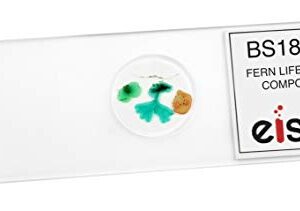 Fern Life Cycle Composite - Prepared Microscope Slide - 75 x 25mm - Biology & Microscopy - Eisco Labs