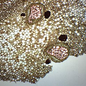 Fern Life Cycle Composite - Prepared Microscope Slide - 75 x 25mm - Biology & Microscopy - Eisco Labs
